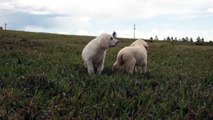 Colorado's Finest Kennel and Ranch - Playing Labs