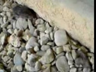 grominet et speedy gonzales la souris