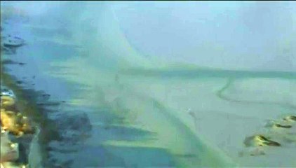 Etats-Unis : une baleine coincée dans la vase au large du Massachusetts