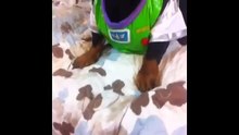 Super Funny Video: Funniest Dog Vines