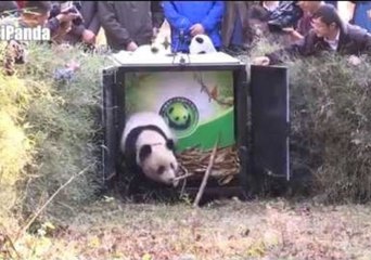 Healthy Giant Panda Released Into the Wild