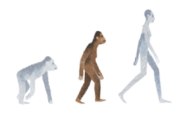 Google rinde homenaje a Lucy la australopithecus