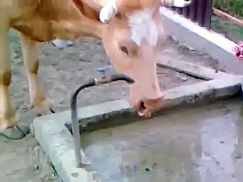 Умная корова