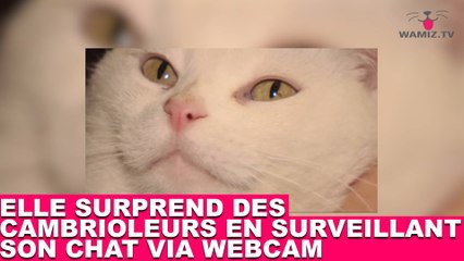 Elle surprend des cambrioleurs en surveillant son chat via webcam ! À suivre dans la minute chat #46