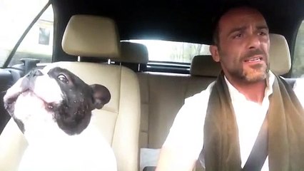 Quand un bouledogue chante Rihanna