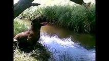 Lustiger Hund - Top 10 Hunde fails #2