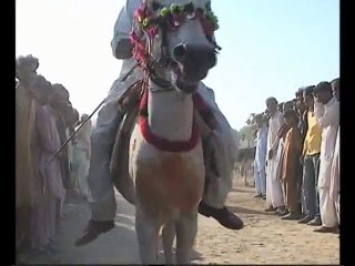 Donkey Race
