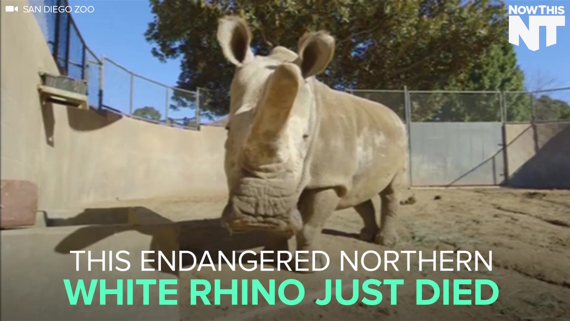 ⁣Endangered Northern White Rhino Dies