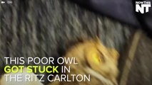 Owl Gets Stuck In (And Rescued From) The Ritz