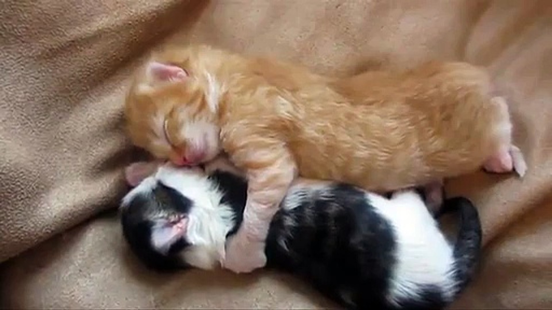 Adorable Video Deux Chatons Dorment Enlaces Video Dailymotion