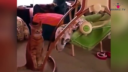 ZAPPINGBUZZ CHAT #19 WAMIZ TV