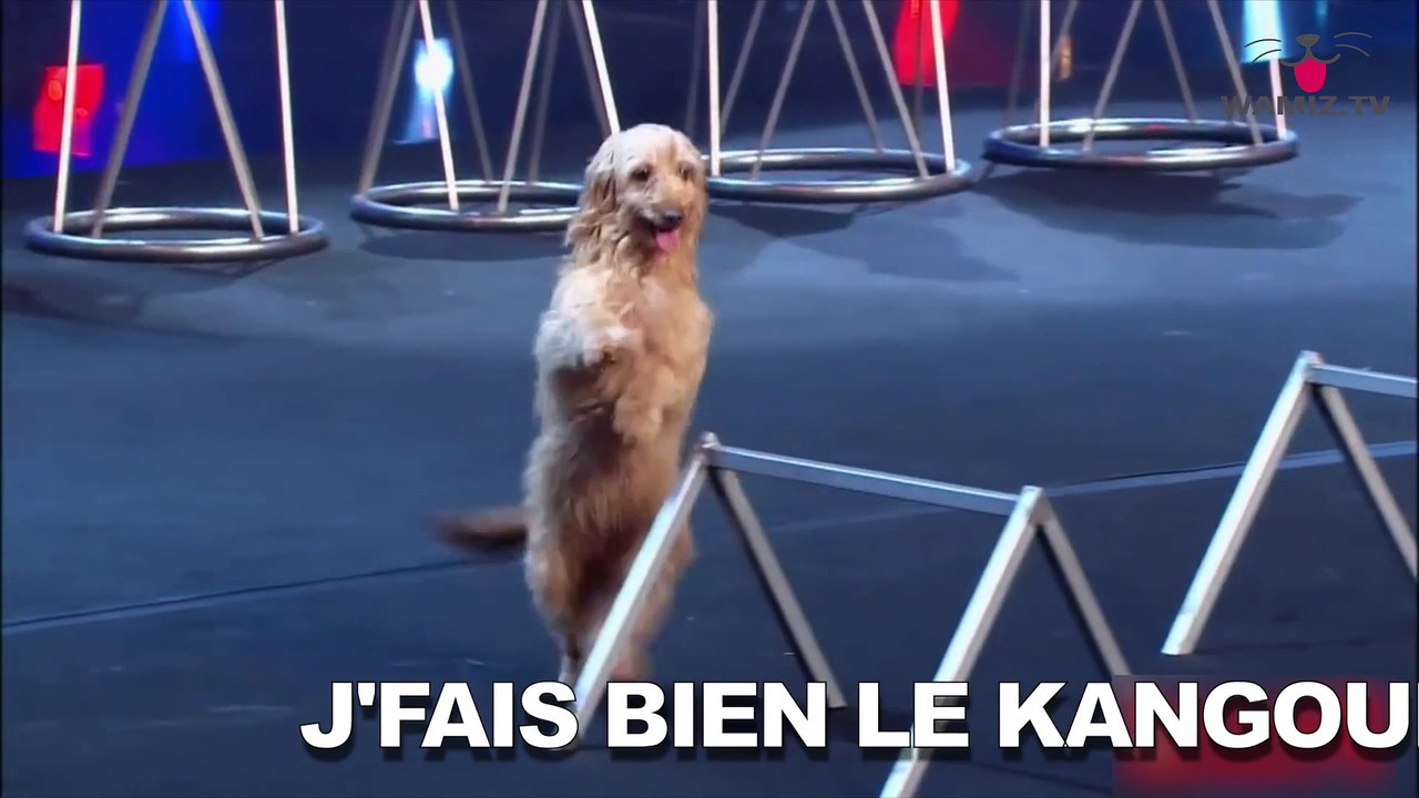 ZAPPINGBUZZ CHIEN #19 WAMIZ TV