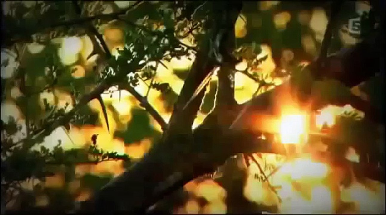 Wild Animals White Lions Roar | Wildlife Documentary