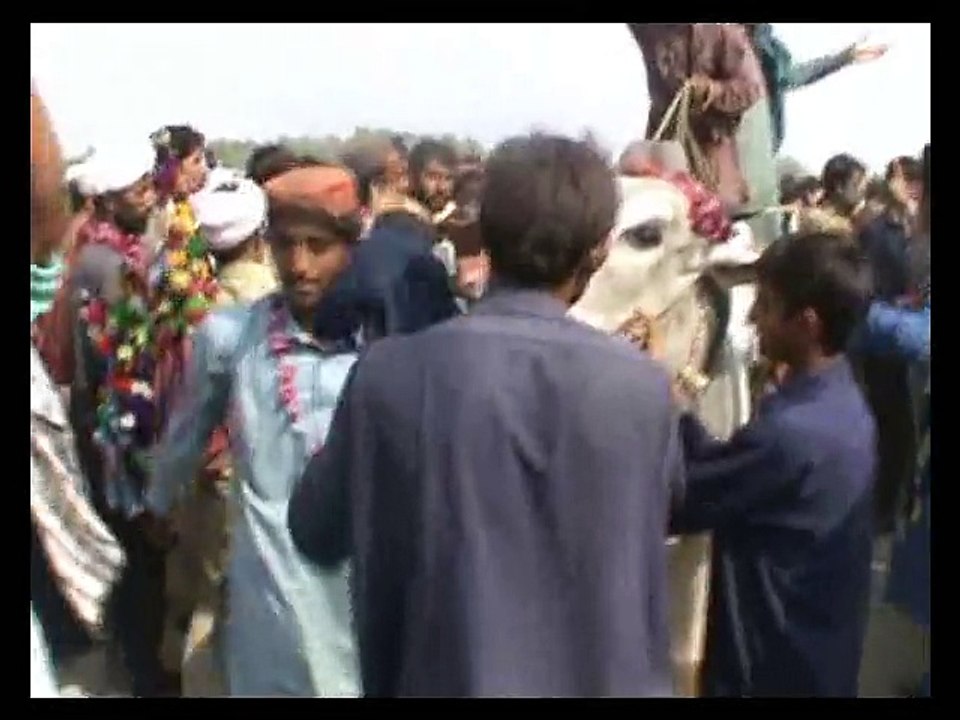 Bull Race