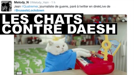 Les chats contre Daesh : Quand les lolcats se mobilisent contre les terroristes à Bruxelles