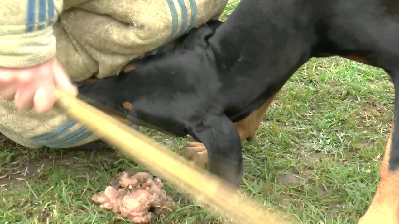 Magmar Von Der Burgstätte dobermann