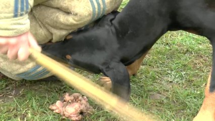 Magmar Von Der Burgstätte dobermann