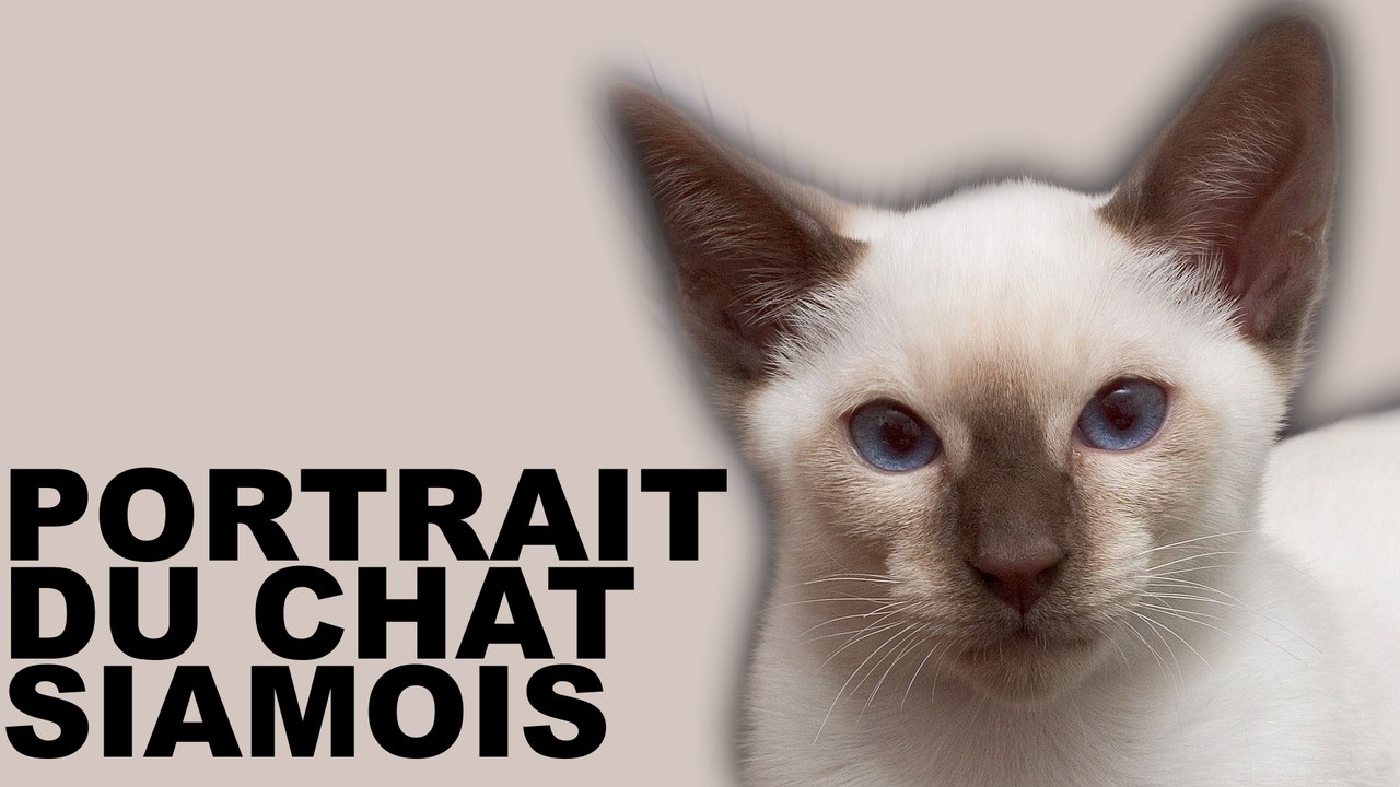 Portrait du chat de race Siamois