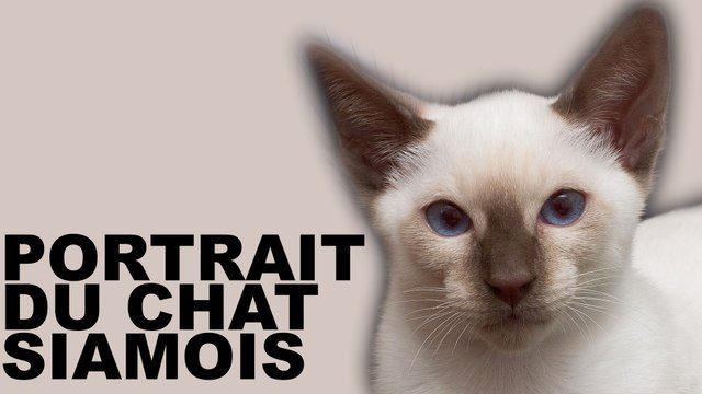 Portrait du chat de race Siamois