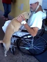 Ce chien a monté la garde devant un hôpital durant toute la durée de l'hospitalisation de son maître