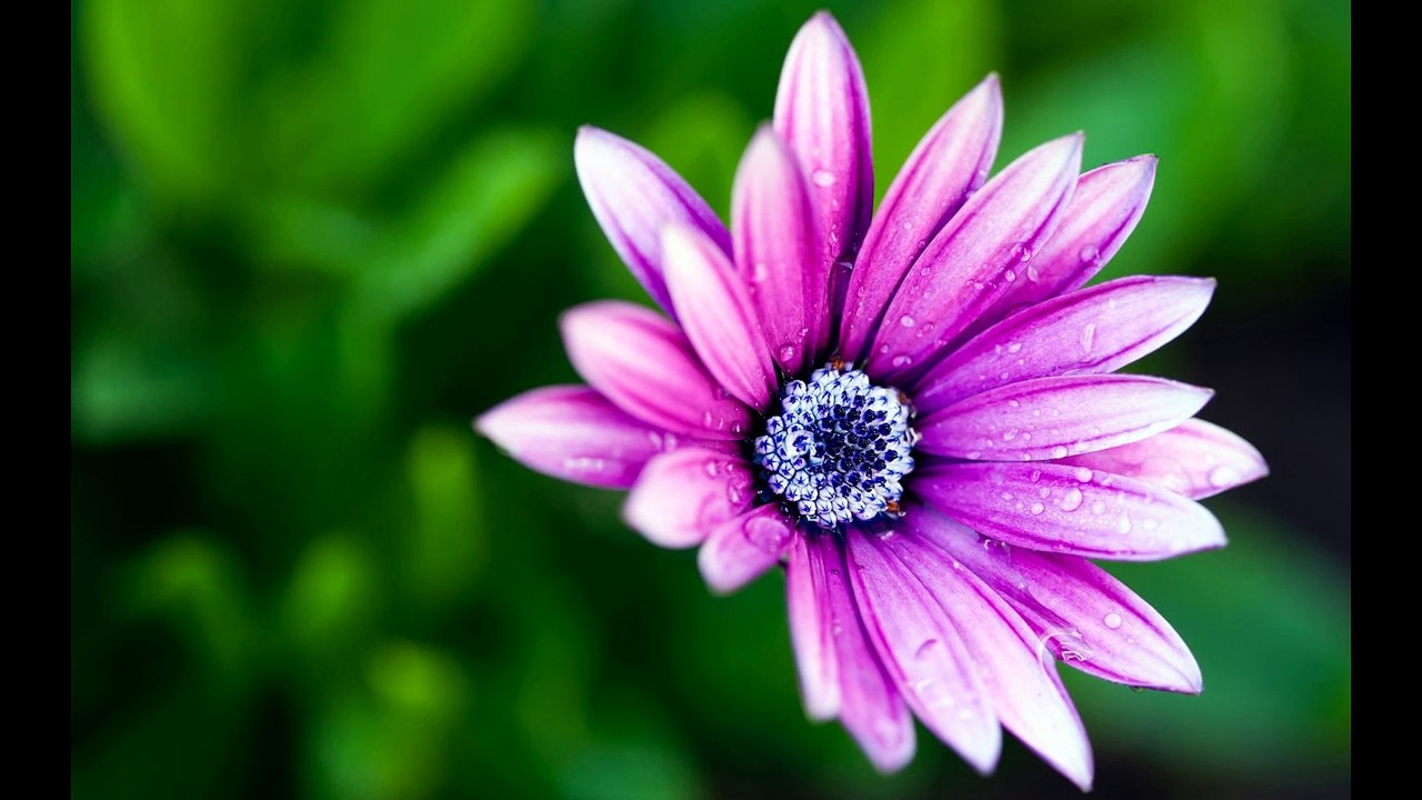 beautiiful flower