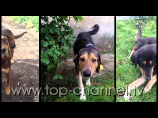 Rrathe II, 23 Nentor 2013, Fetus - Top Channel Albania