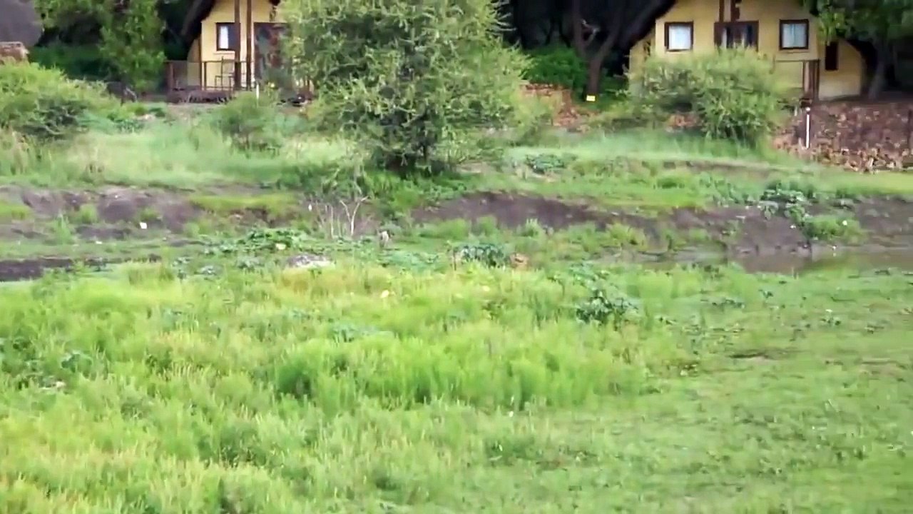 Yavru Antiloba Acıyarak yemekten vaz geçen Aslan