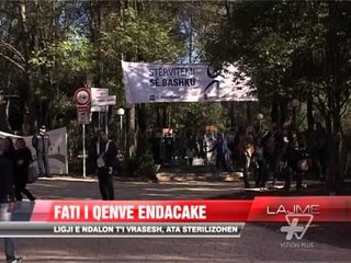 Fati i qenve endacakë - News, Lajme - Vizion Plus
