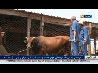 الجزائريون يقتنون العجول والأبقار بدل الكباش بسبب الغلاء الفاحش