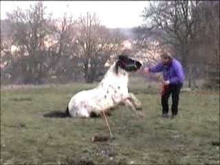 Cheval tinker se casse la figure