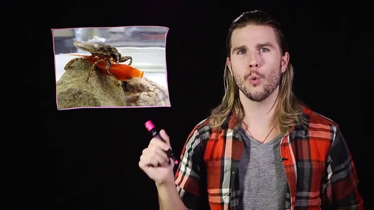 Could FALLOUT Sized Bugs Ever Happen_