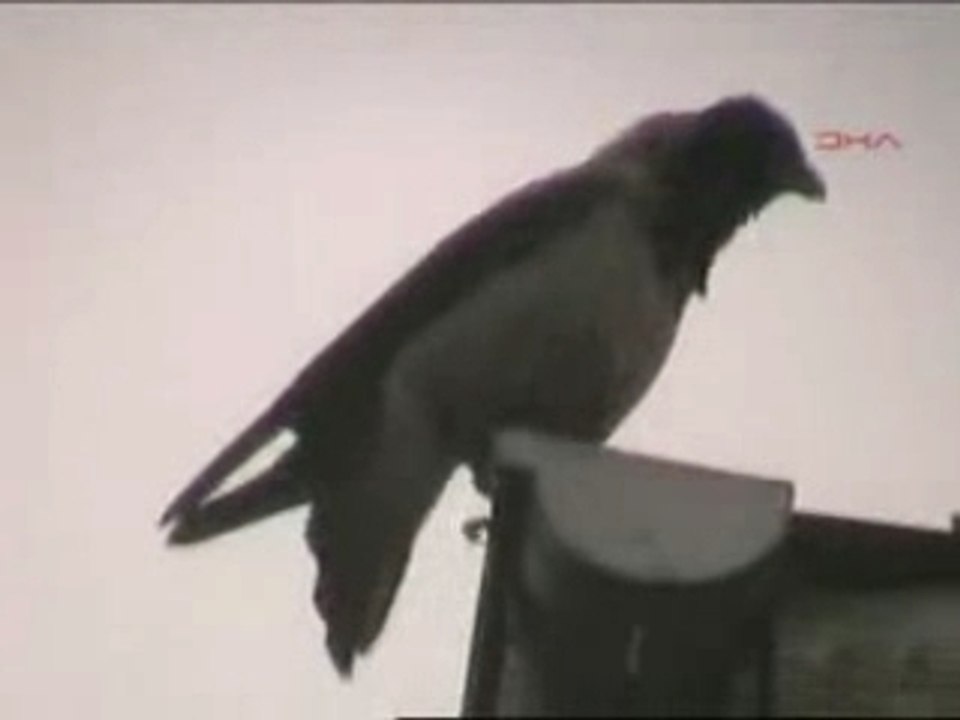 Un oiseau prie allah