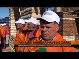 Panairi i mandarinave në Xarrë - Top Channel Albania - News - Lajme