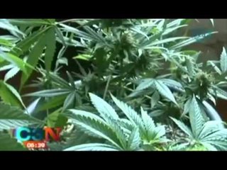 LEJOHET MARIUHANA URUGUAJI LEJON ME LIGJ PERDORIMIN VETJAK TE DROGES LAJM