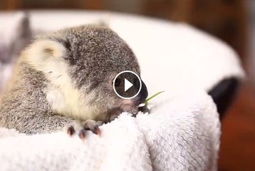 Baby Koala is Just Too Cute To Handle
