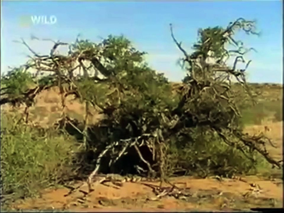 The Crazy Nastyass Honey Badger (original narration by Randall)