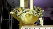 Compile chatons mignons