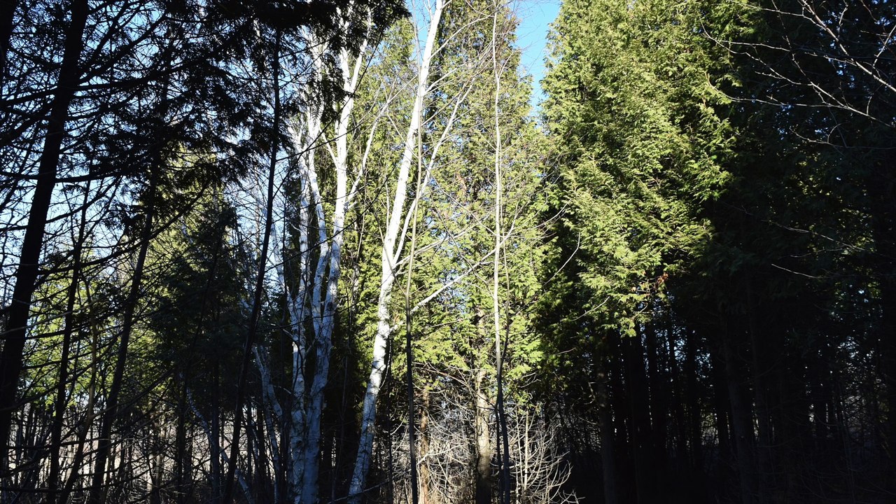 marais provencher les mésanges