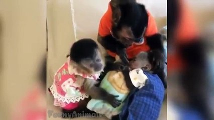 Best Cats Vines - Funny Vines Compilation