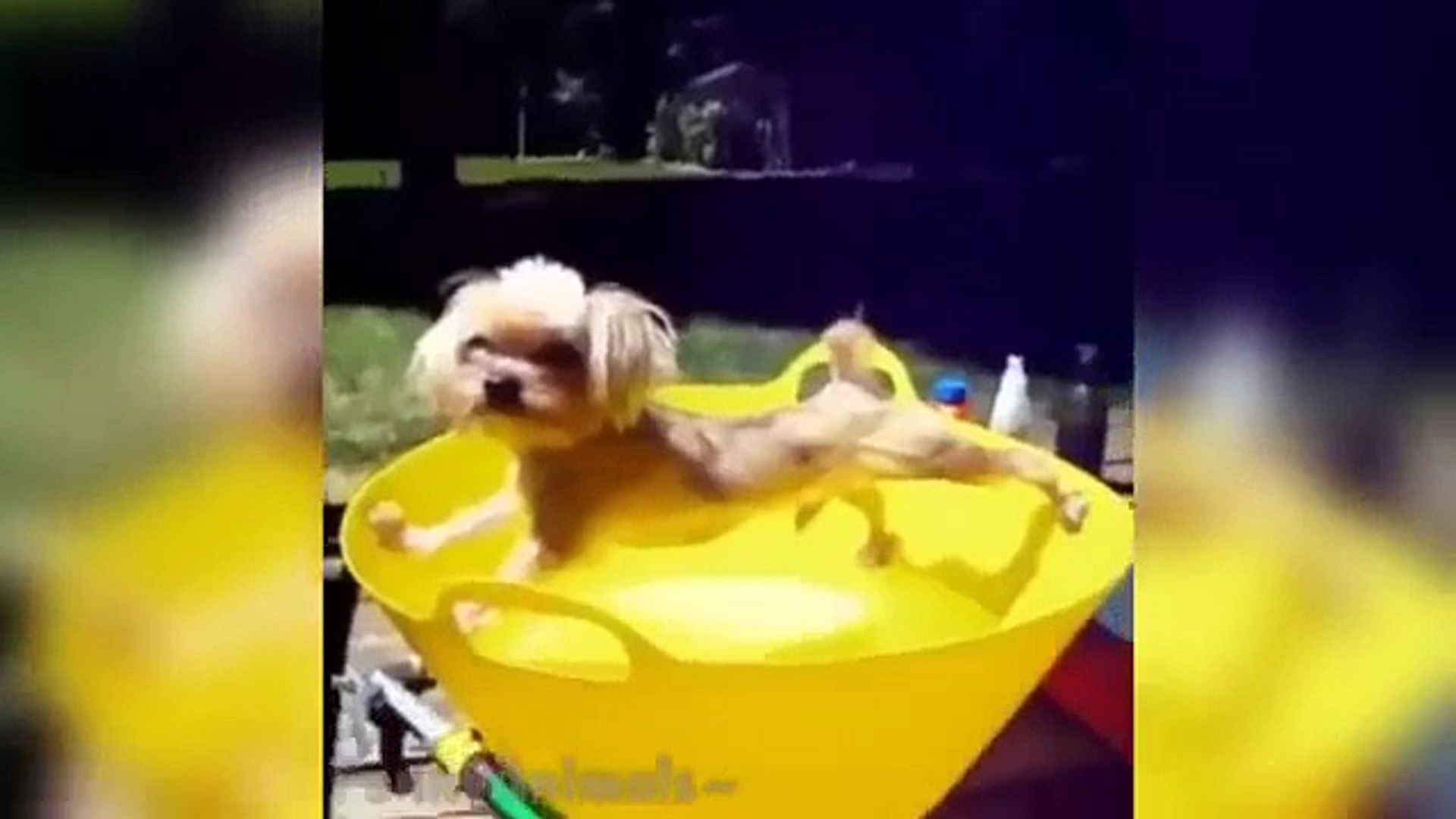 ⁣Best Animals Vines - Funny Animals Videos
