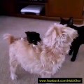 little cute kitten ...playing with dog . so so cute