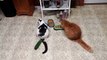 Cucumbers scaring cats