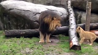 Lion cubs meet their dad