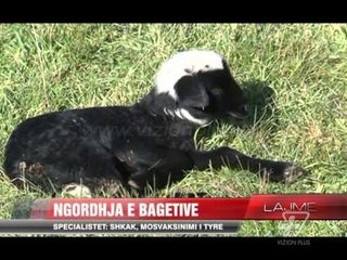 Ngordhja e bagëtive, shkak mosvaksinimi i tyre - News, Lajme - Vizion Plus