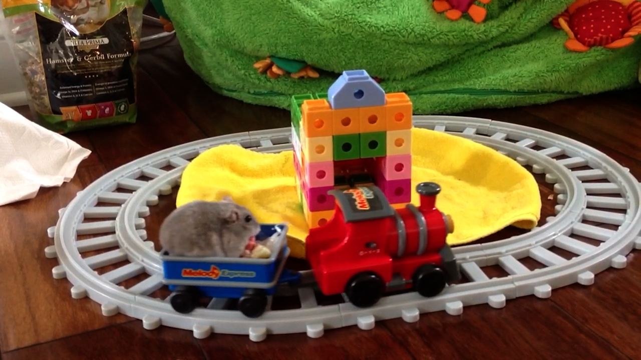 Black Friday Shopping With Animals