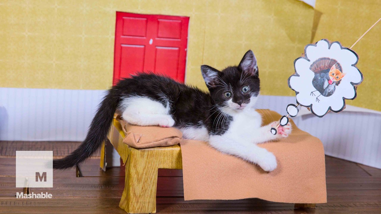 Turkey-loving kittens recreate Thanksgiving Day in the most adorable way