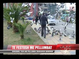 Shkodër, tufa me pëllumba zbukuron qendrën - News, Lajme - Vizion Plus
