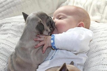 Cute Dogs Giving Babies Kisses Compilation 2015  , # 17