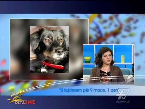 Dita Ime - Si kujdesem per 9 maca dhe 1 qen - 10 Shkurt 2014 - Show - Vizion Plus