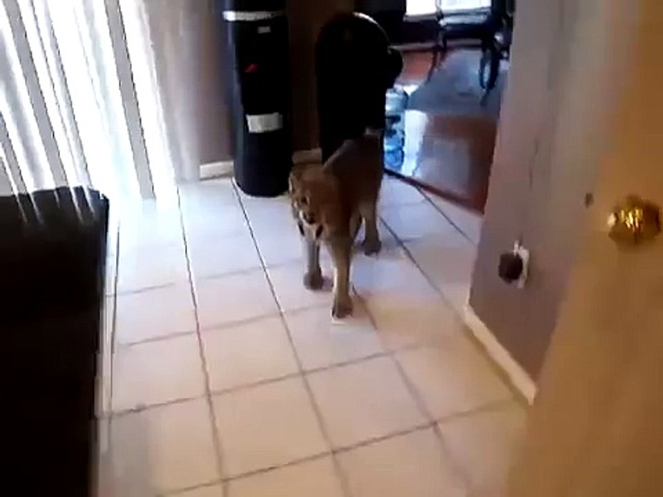 When Idiots Get Lynxes As Pets